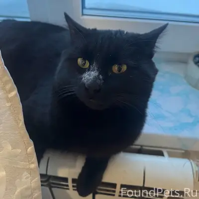 Пропал кот Шиша, Восточный район, Новый Уренгой