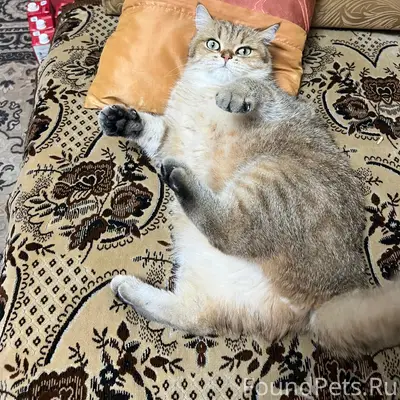 Пропал британский кот, Вакуленчука 21