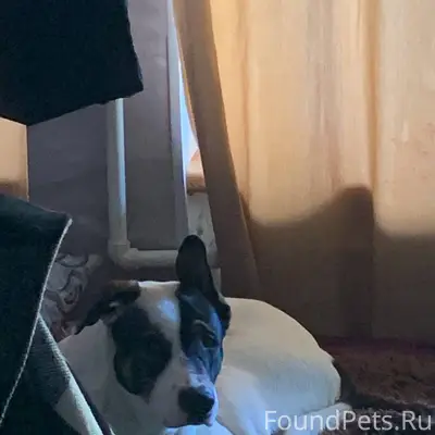 Пропал Рампо, Старый Петергоф