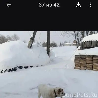 Найден щенок, Медведево