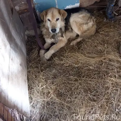 Найден пёс, есть особые приметы, местоположение неизвестно
