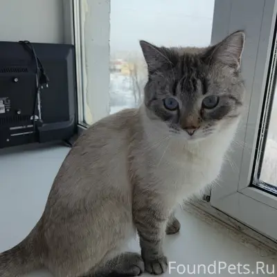 Пропал кот, район ул. Першинской