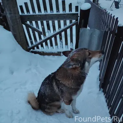 Найден кобель фенотип лайки, посёлок Матросы