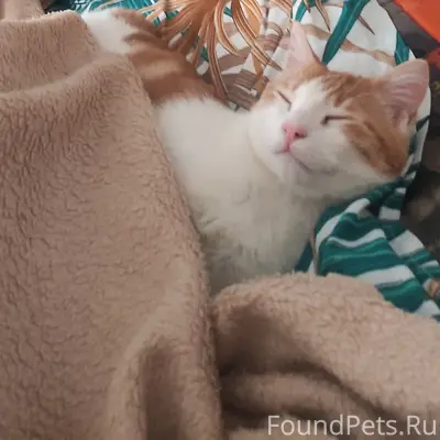 Найден кот, район Вакуленчука 16