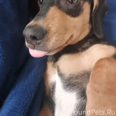 Пропал щенок такса Лучик, улица Варшавская