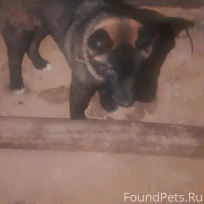 Найден мальчик-собака, Мулино