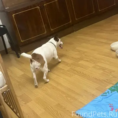 Найден Джек Рассел, около детской больницы