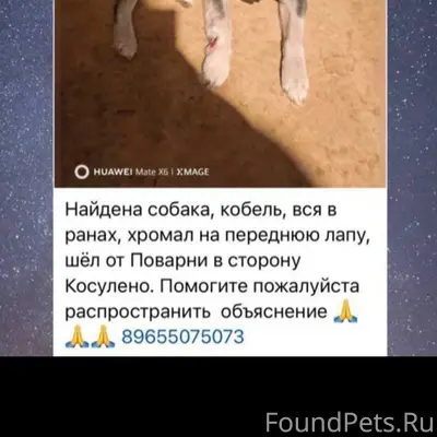 Найден пёс, чёрный с подпалом, Поварня