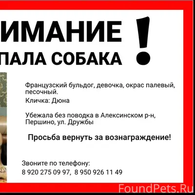 Пропала собака Дюна, Алексинский р-н