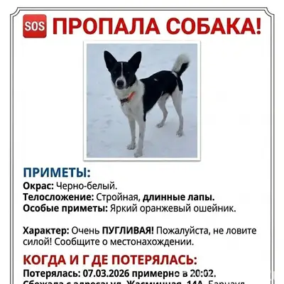 Пропала собака Лепёшка, район Солнечной поляны