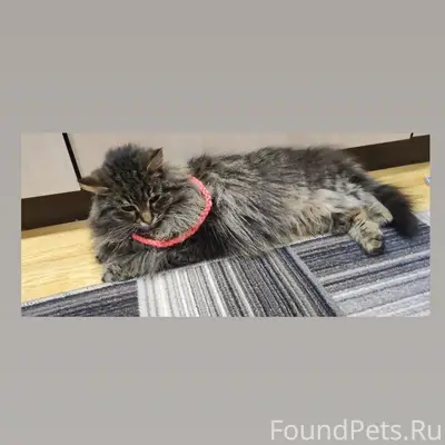 Пропала кошка Дуся, район Когая