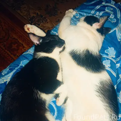 Пропал кот, район дома Ленина 14 корпус 2