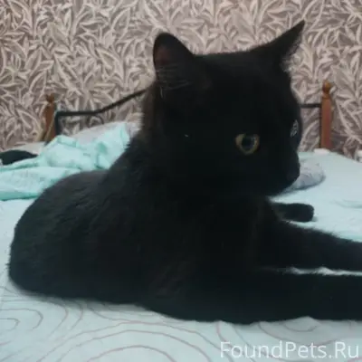 Найден чёрный кот с красным ошейником, трасса М8