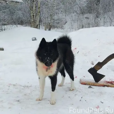 Пропала собака, Роканово и соседние деревни