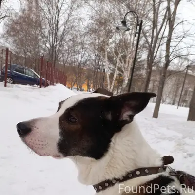 Пропал пёс Граф, Ленинский район