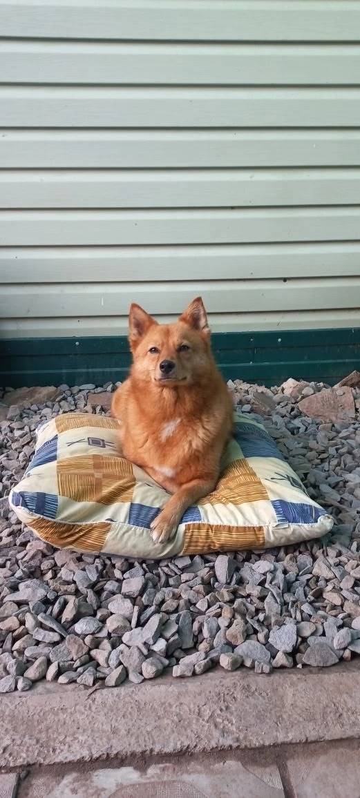 Пропала собака Лада