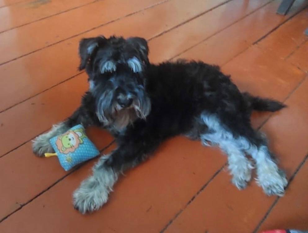 Пропал цвергшнауцер Ричард, п. Ромоданово