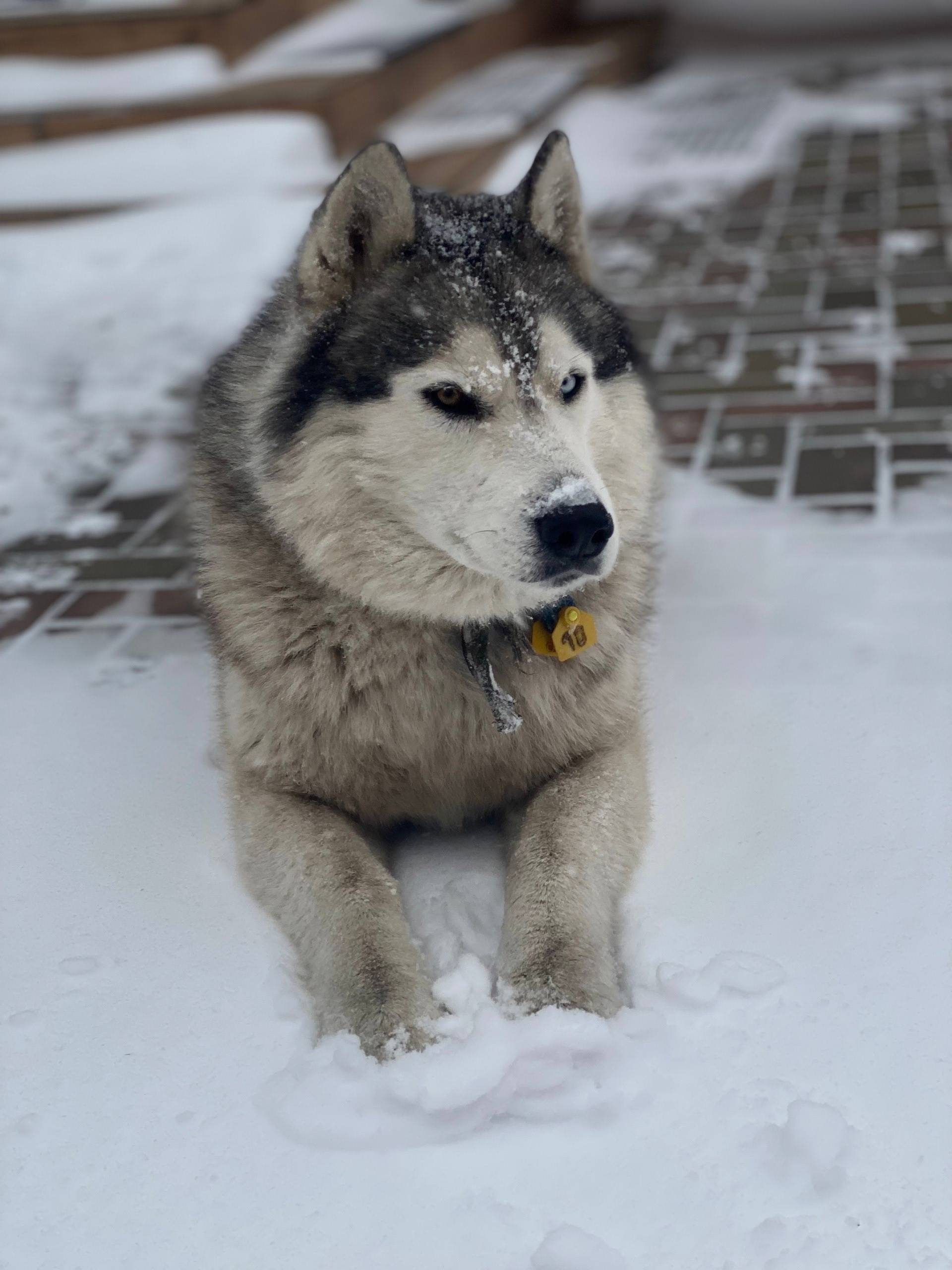 Пропал Хаски Стич
