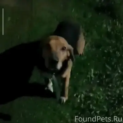 Найден охотничий пёс, хутор Вольный Майкопского района