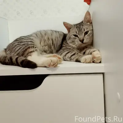 Пропал кот, в чёрном ошейнике