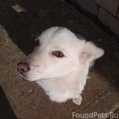 Пропал кремовый щенок Стёпа