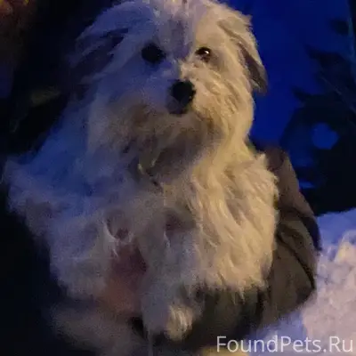 Пропала собака, около ЦРБ