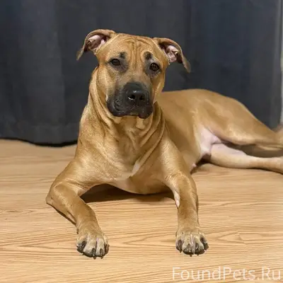 Найдена собака, ЕКАД, промзона Березовского