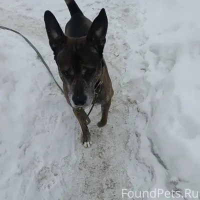 Найден крупный пёс, Николо-Ямской храм, Рязань