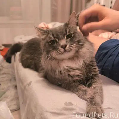 Пропал кот Мартин, район ул. Керченская