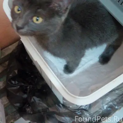Найден котёнок, ул. Сельхозтехника