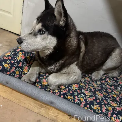 Пропал Хаски Кедр, Кировский район