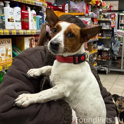 Найден Джек Рассел терьер, около пятерочки в центре