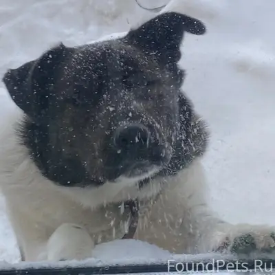 Пропал Барни, район Лопатино