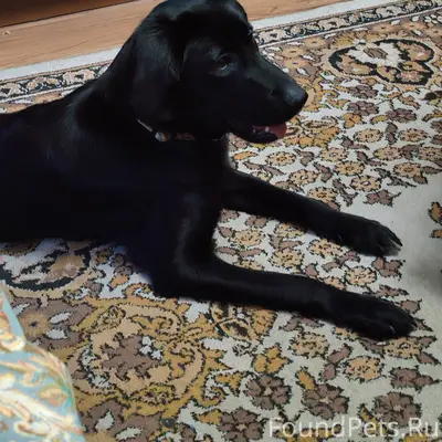 Найдена молодая собака, девочка 5-6 месяцев