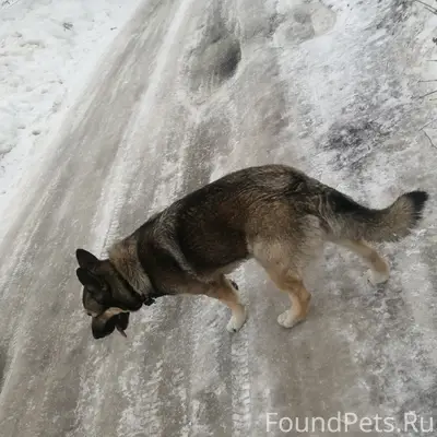 Найденна собака, район аэропорт