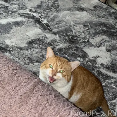 Пропал кот Кент, ул. Ильющенко