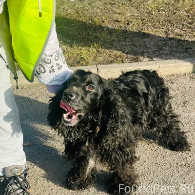 Найден тип собака, ж/д станция Светлогорск 1
