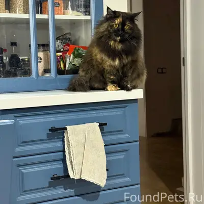 Пропала кошка Соня, село Орудьево