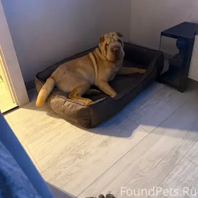 Пропал шарпей, Екатеринбург, Октябрьский район