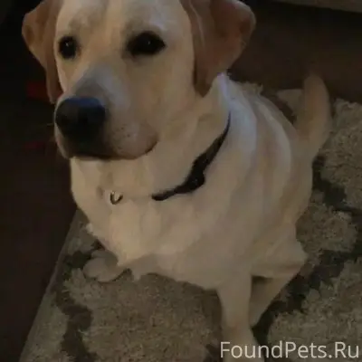 Пропал лабрадор Дик, есть особые приметы