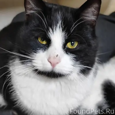 Пропал кот Томас, пос. Саханский