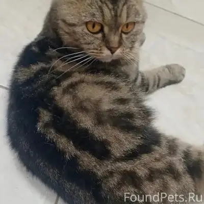 Найдена вислоухая кошка, ул. Матросова