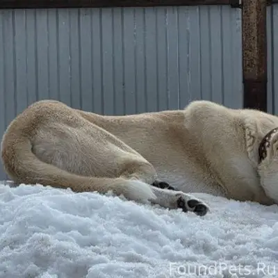 Пропала собака Марта, Пермь