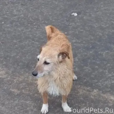 Найдена собака, рыжая с белым, П. Мичуринский