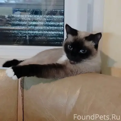 Пропала сиамская кошка Муся, Горка Муравьевская