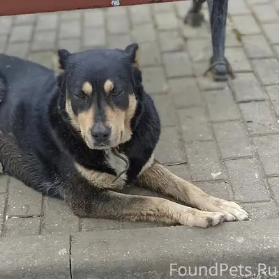 Найденна большая собака, Парк Победы