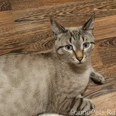 Пропал тайский кот, 50 лет Октября