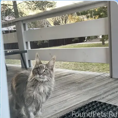 Найдена кошка Мейн-кун