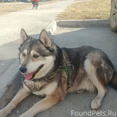 Пропал пёс, Челябинск, 40 лет Победы