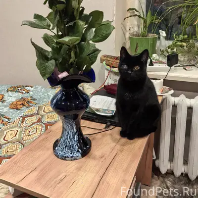 Пропала кошка Клякса, район бывшего цементного завода